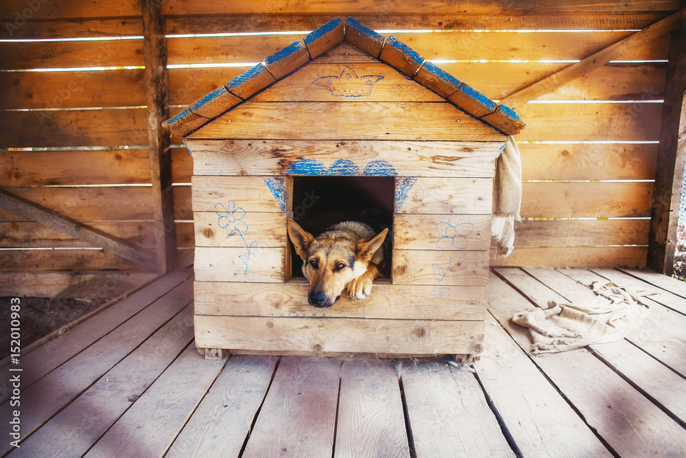 Ταπετσαρία Lonely dog watching out of his kennel