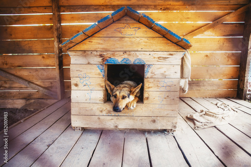 Lonely dog watching out of his kennel photo