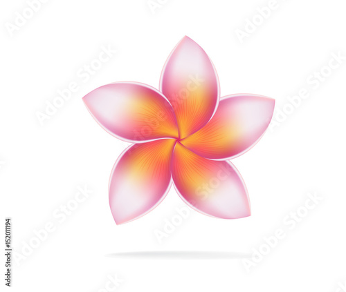 illustration vector of Hawaii flower Frangipani, pink Plumeria