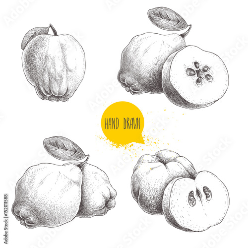 Hand drawn sketch style set of quinces. Quince apple with leaf, group of quinces and sliced quince. Eco fruit vintage vector illustration isolated on white background. photo