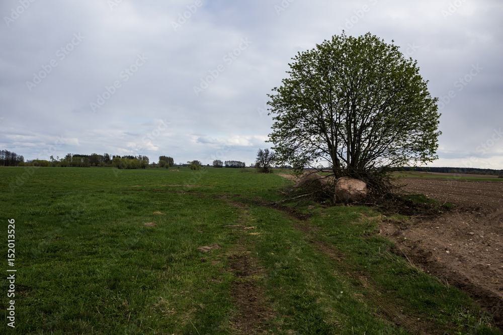 A huge granite boulder at the foot of a tree. The tree stands on the border between the fields. Early Spring on Podlasie, Eastern Poland. A huge granite boulder at the foot of a tree. The tree stands on the border between the fields. Early Spring on Podlasie, Eastern Poland.