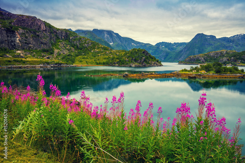 View of the fjord. Rocky seashore with reflection, blue cloudy sky, and blossoming pink flowers. Beautiful nature Norway.