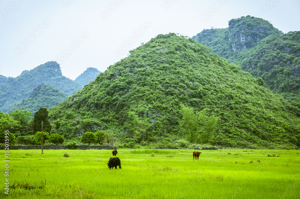 Countryside scenery in springtime Countryside scenery in springtime