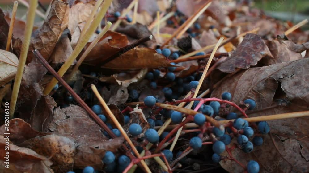 blue berries, decorative creeper blue berries, decorative creeper