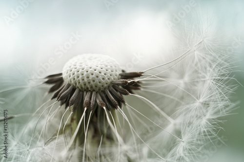 Fototapeta Naklejka Na Ścianę i Meble -  Pusteblume