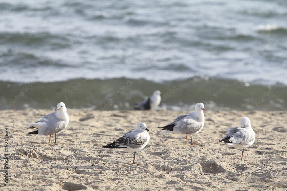 Bird walks along the beach, the birds were liberated symbol of freedom.