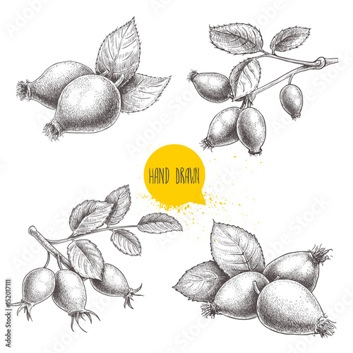Hand drawn set of sketch style rose hips illustrations. Branch with berries and leafs. Health vector illustration isolated on white background.