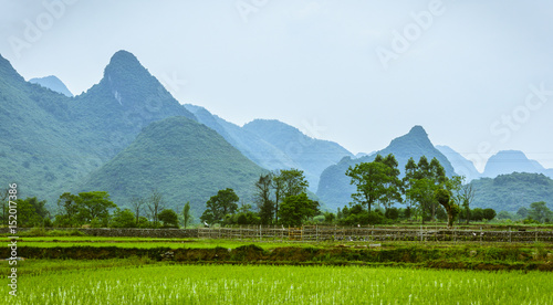 Rice fields and mountains background scenery