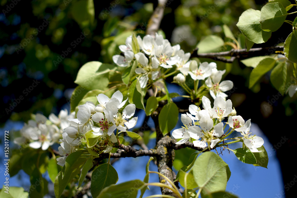 Фон. Цветущая яблоня весной на фоне синего неба Stock Photo | Adobe Stock