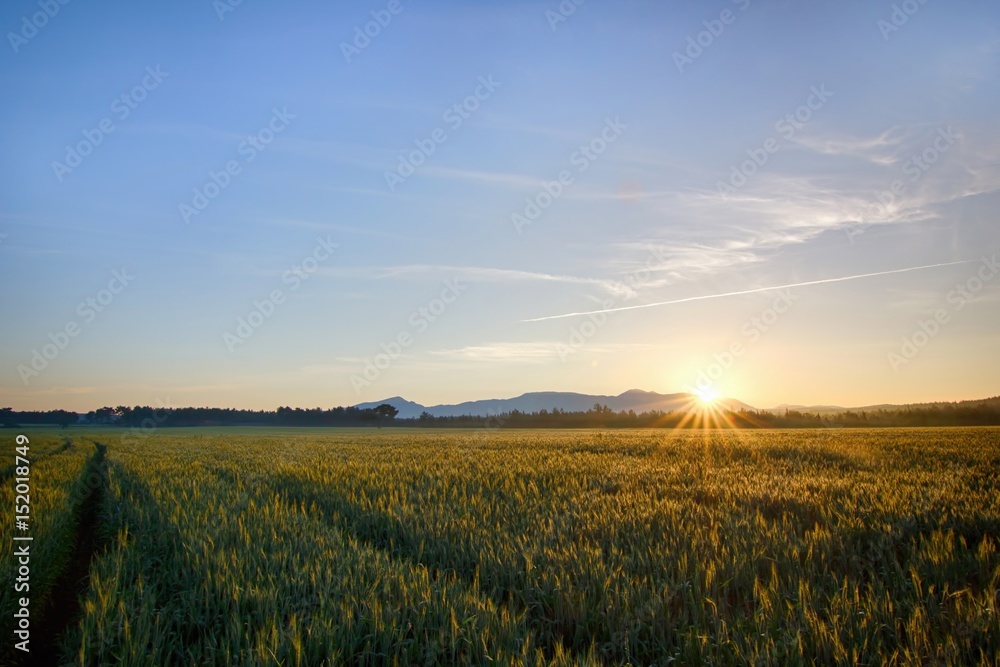 Sun rises over the wheat fields in the forest