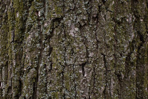 Oak bark on the trunk of a tree © Alexandr