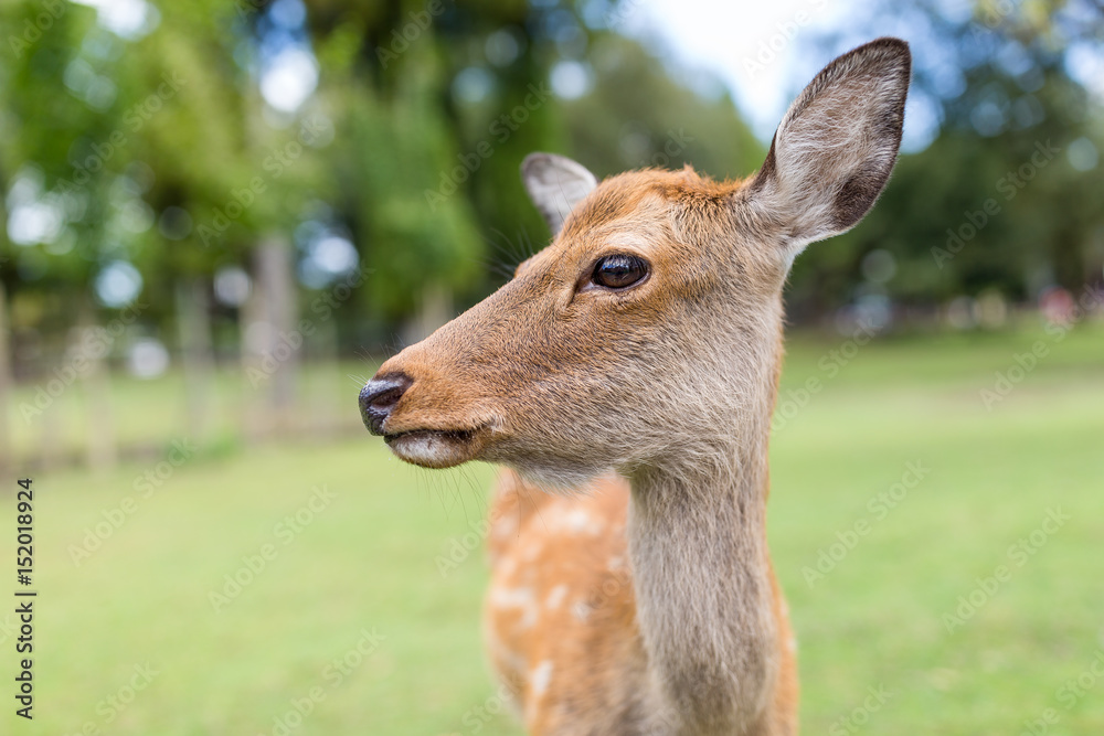 Close up of deer Close up of deer