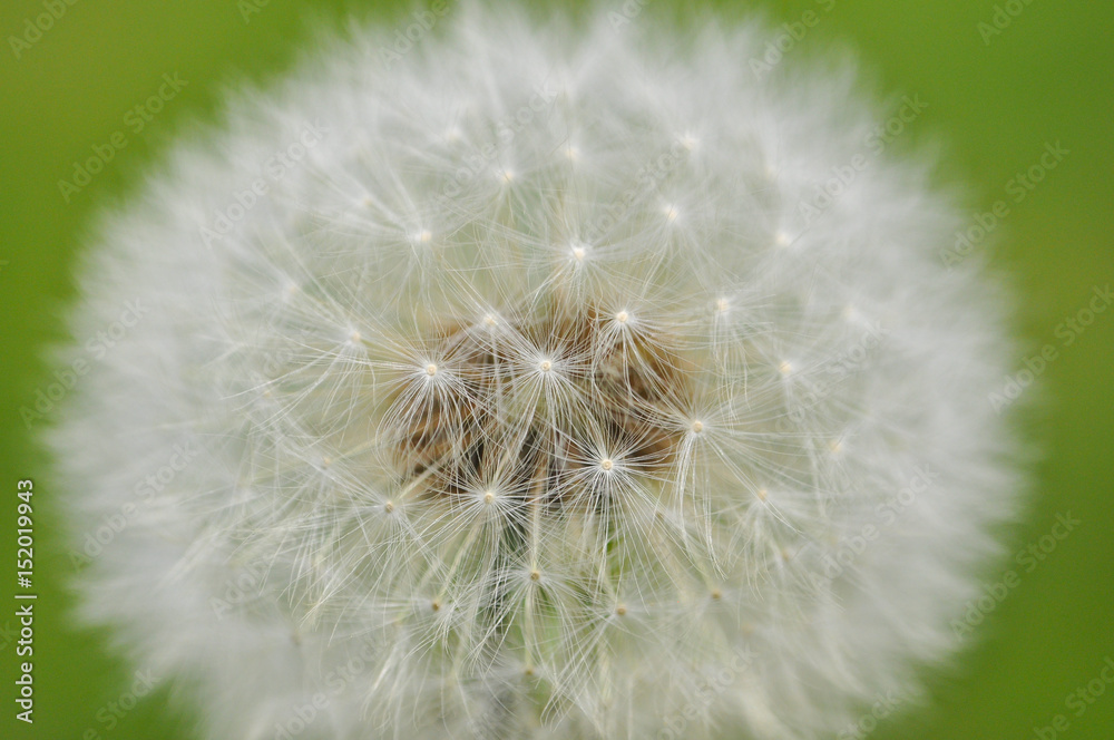 Fototapeta premium Close up of dandelion. Dandelion seeds flower in nature
