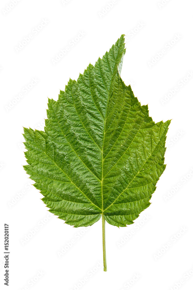 leaf of a currant isolated leaf of a currant isolated
