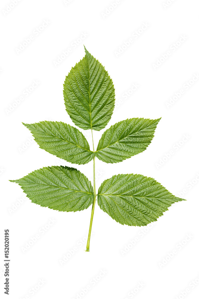 Raspberry leaf isolated Raspberry leaf isolated