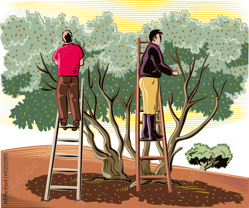 Two men collect the olives directly from the tree.