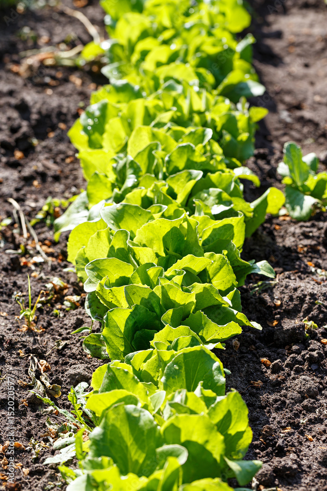 Fresh lettuce in a vegetable garden Fresh lettuce in a vegetable garden