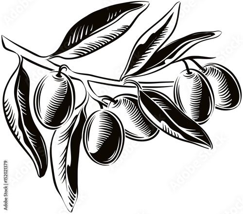 Olives on a small olive branch with some leaves.