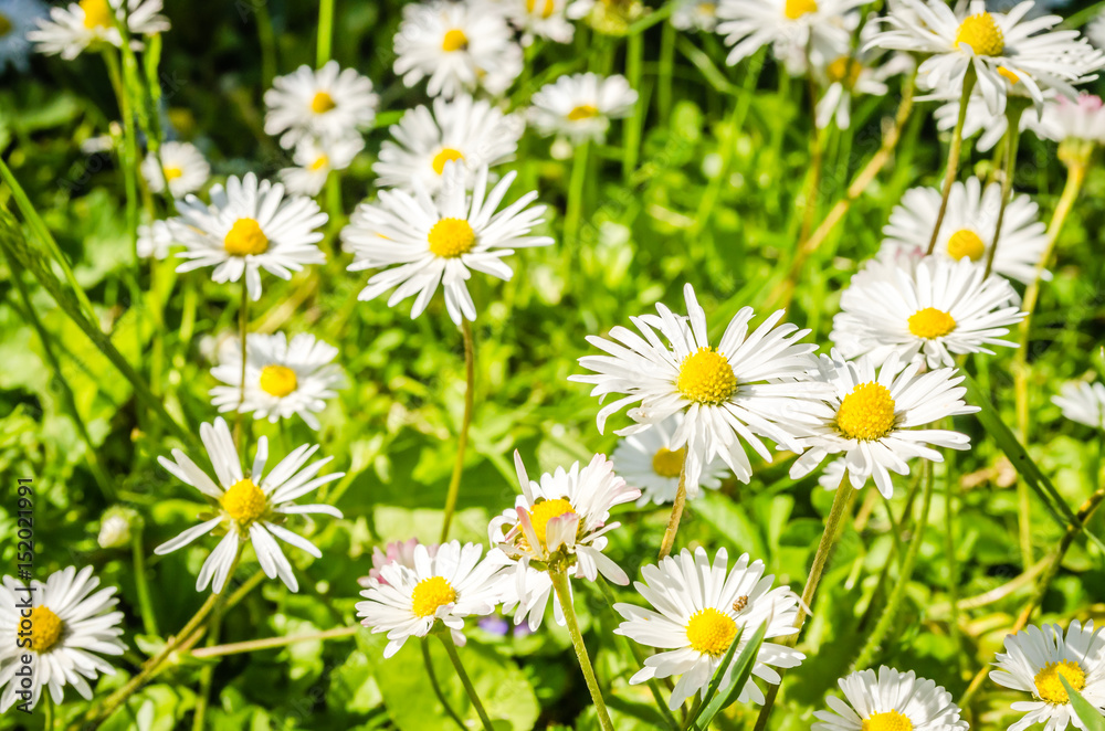Open flower of daisies. Open flower of daisies.