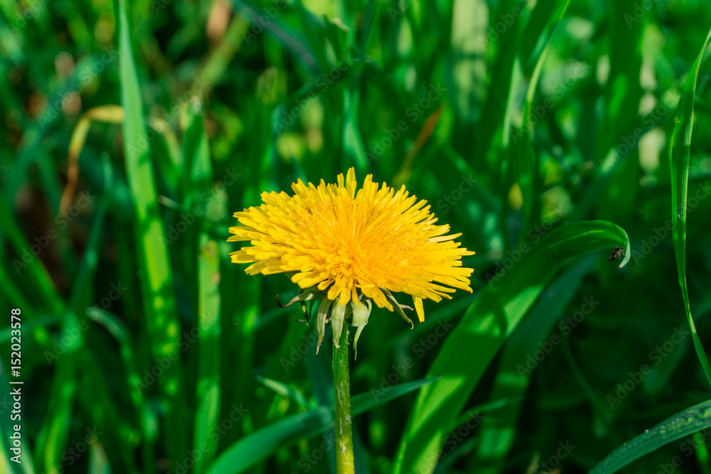 Dandelion blossom with green grass at sunshine Dandelion blossom with green grass at sunshine
