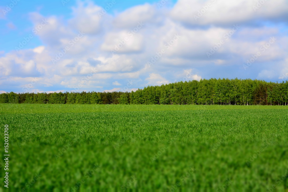 Obraz premium widok na pole i las