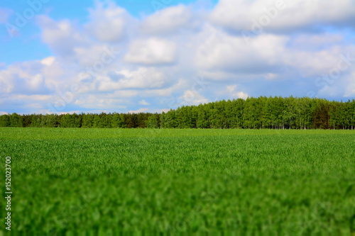 Fototapeta Naklejka Na Ścianę i Meble -  widok na pole i las