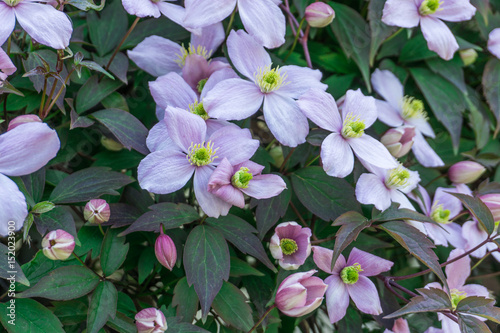 Clematis blossoms with green leaves at sunshine