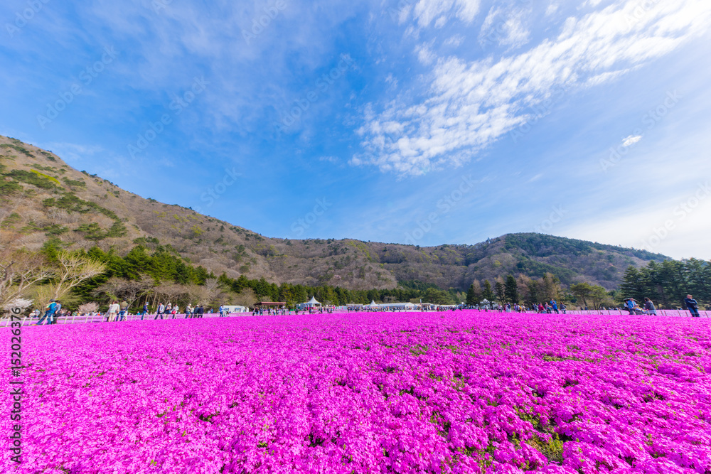 Obraz premium 富士芝桜まつり