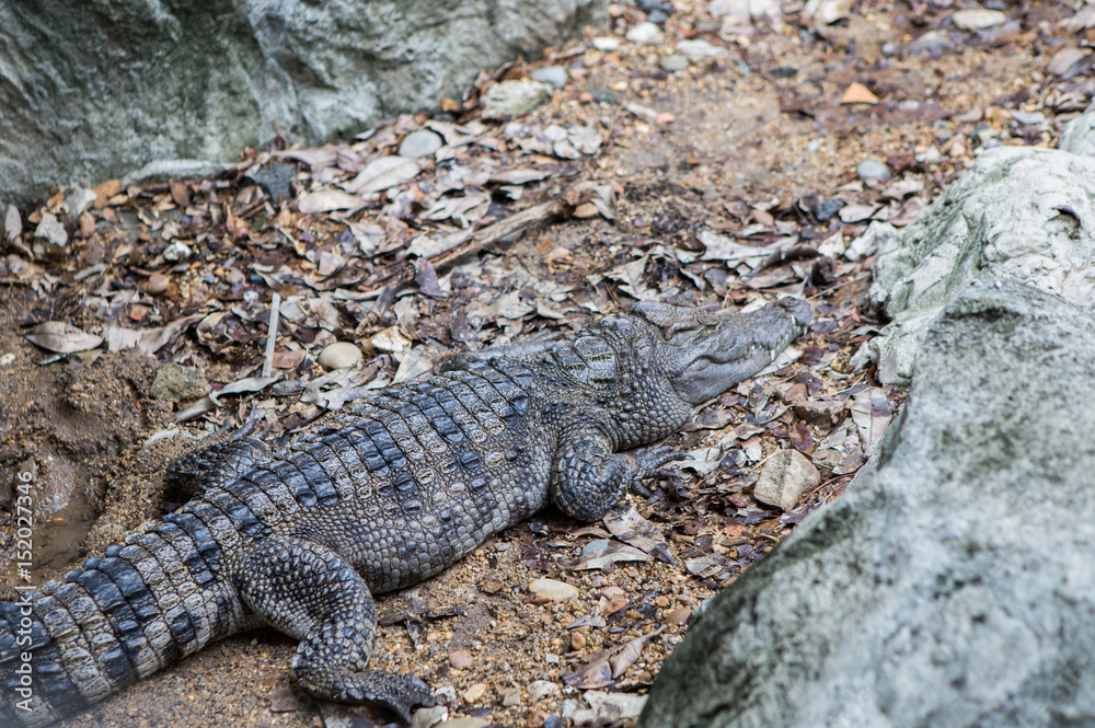 Crocodile Crocodile