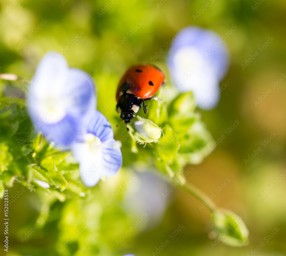 Ladybug on small blue flowers in nature Ladybug on small blue flowers in nature