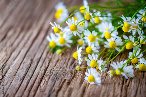 Echte Kamille - Blüten - Kräuter - Naturheilkunde - Matricaria chamomilla