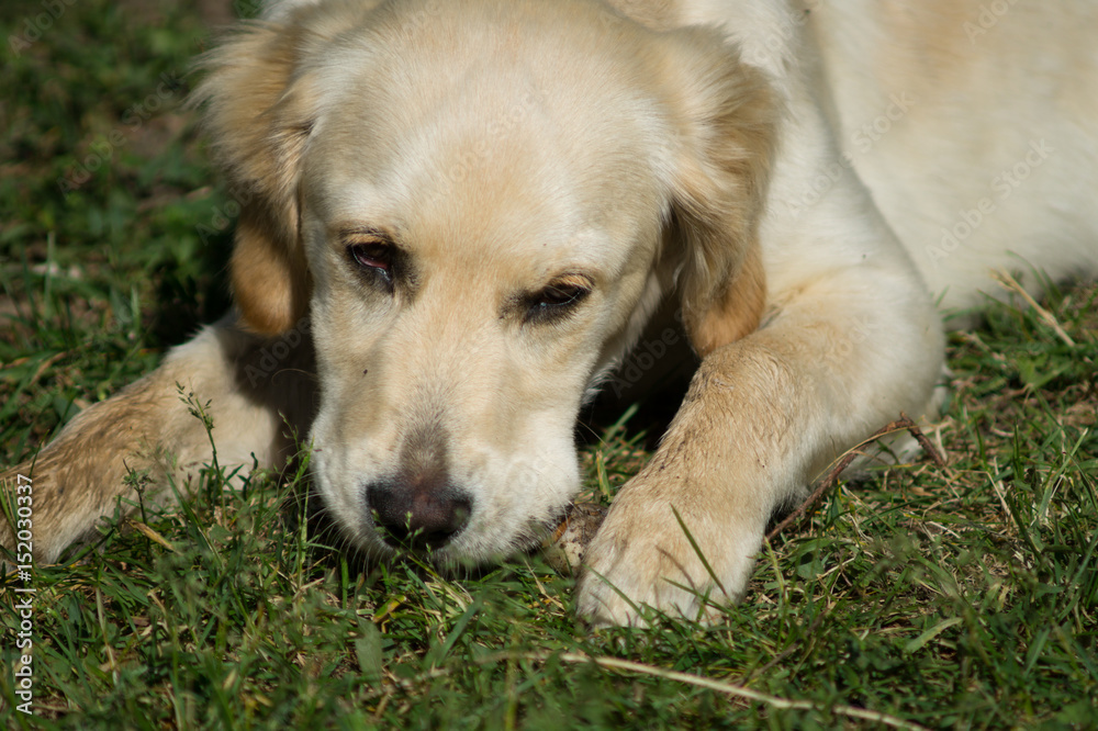 Puppy dog, golden retriever puppy, labrador Puppy dog, golden retriever puppy, labrador