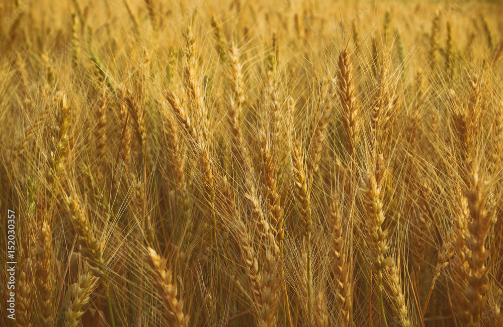 photo of wheat field at sunset photo of wheat field at sunset