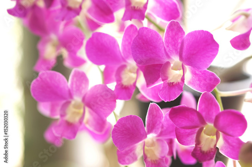 Close up of beautiful pink Thai orchid flower branch blooming in a garden 