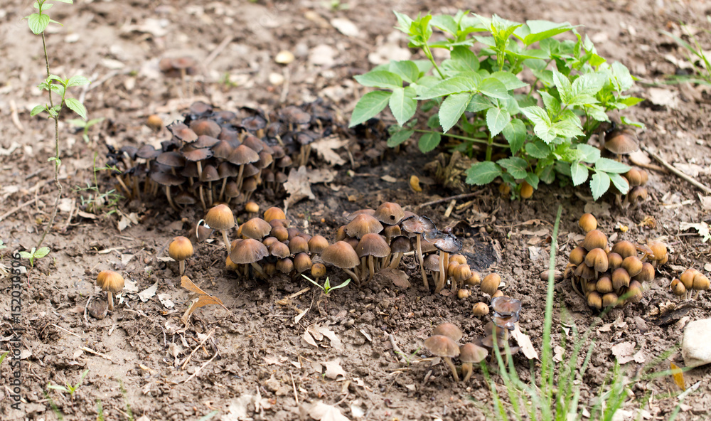 Inedible mushrooms on the ground in the park Inedible mushrooms on the ground in the park