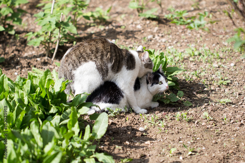 Cats make love in the spring outdoors Cats make love in the spring outdoors