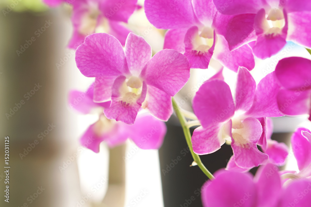 Fototapeta premium Close up of beautiful pink Thai orchid flower branch blooming in a garden 