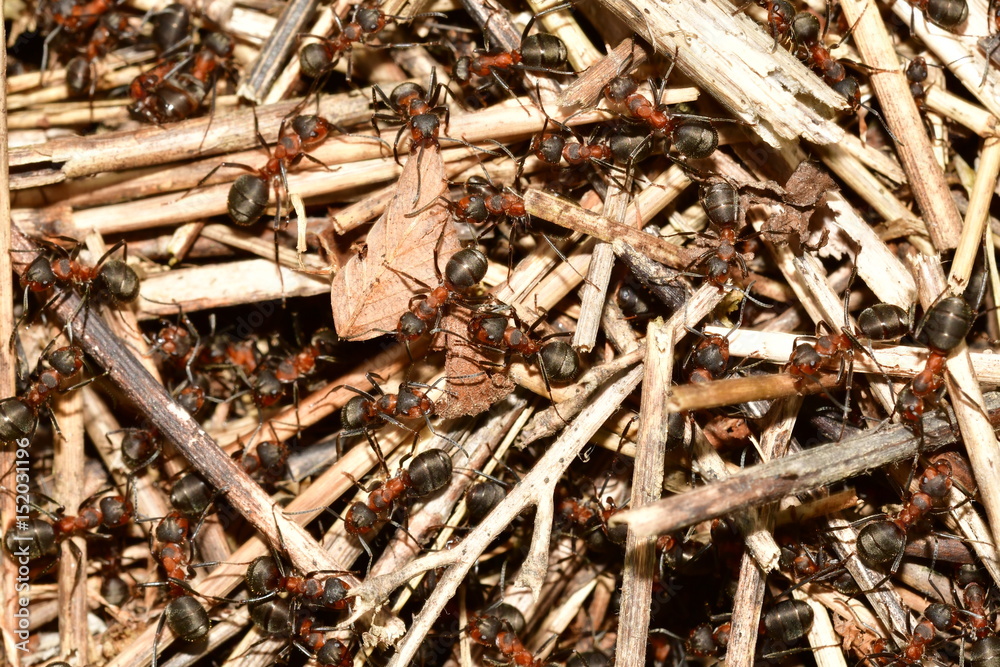 forest ant and anthill forest ant and anthill