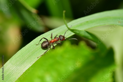 forest ant and anthill