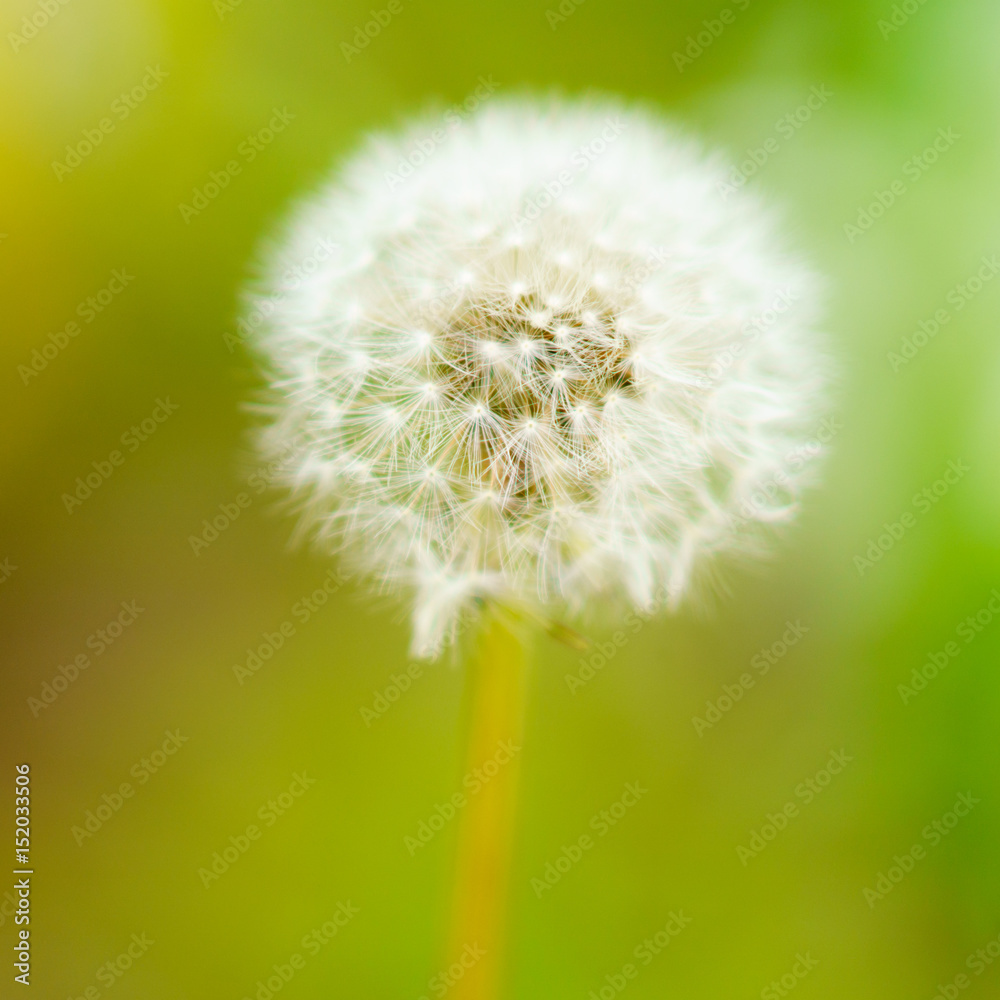 Fototapeta premium 花物語