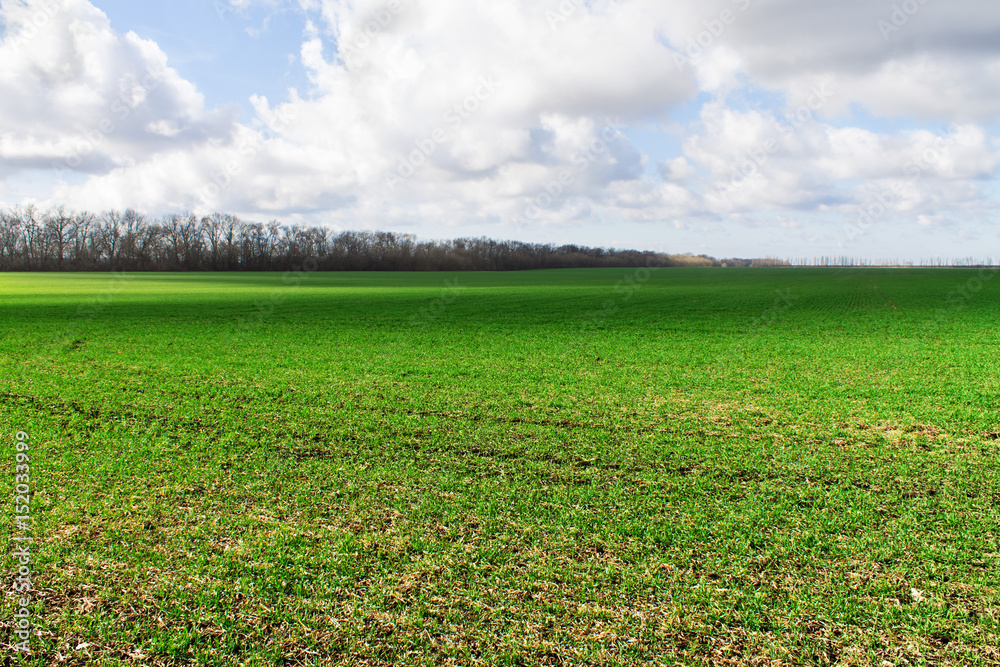 Obraz premium Green field with a cloudy sky