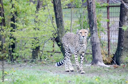 Cheetah walking in his small savanna.