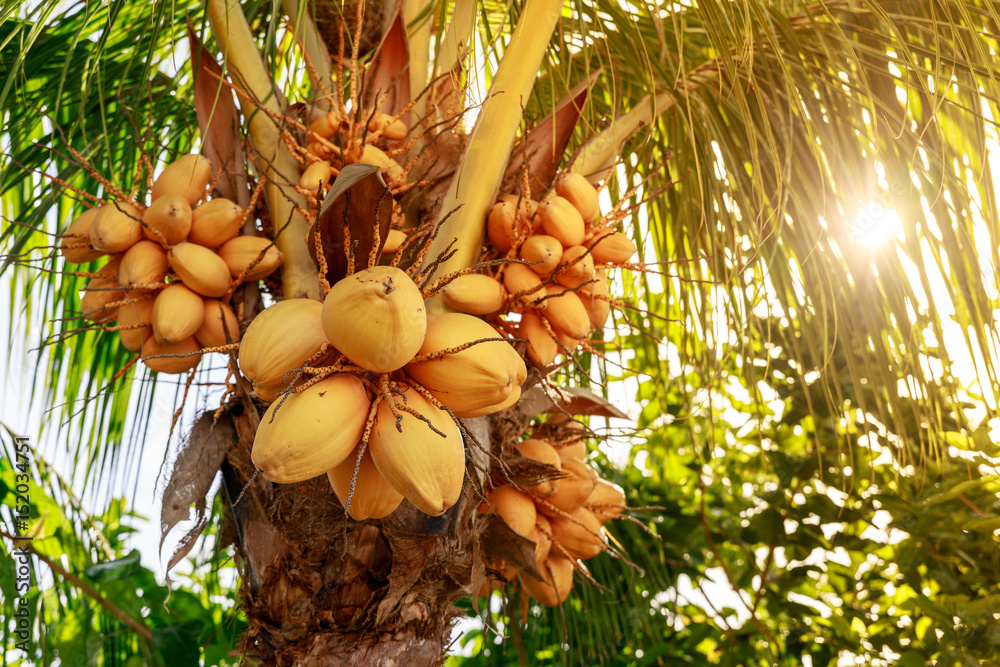 Fototapeta premium Coconut tree with bunch of yellow fruits hanging