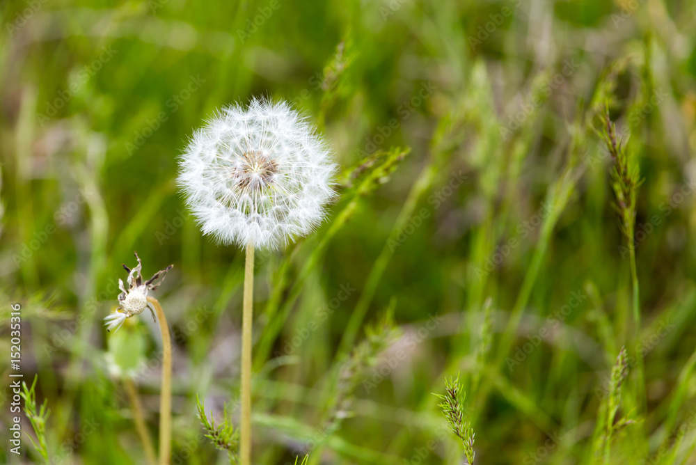 Fluffy dandelion on nature in spring Fluffy dandelion on nature in spring