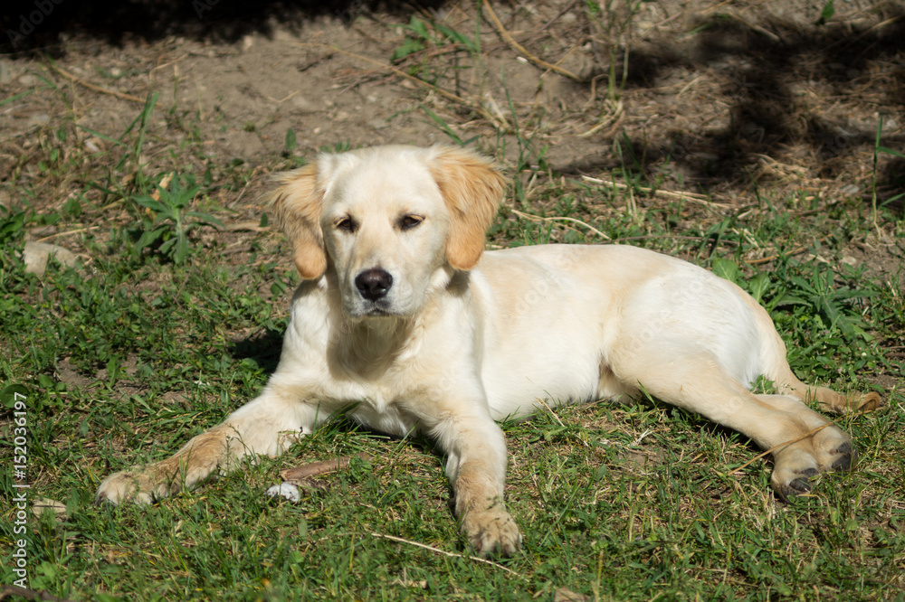 Puppy dog, golden retriever puppy, labrador