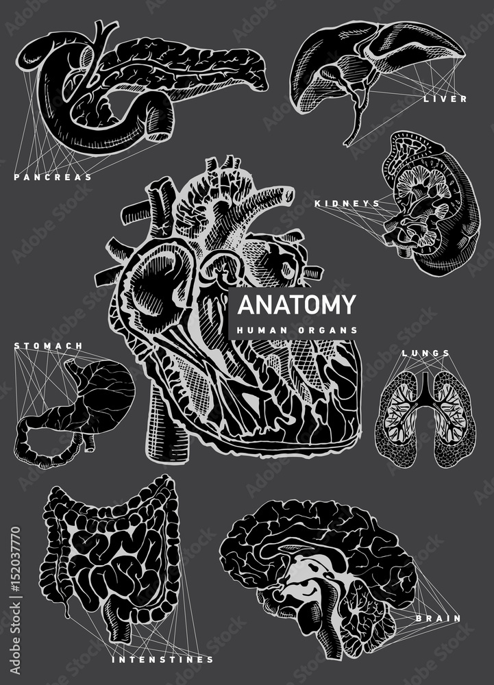 Human organ anatomy set. Human organ anatomy set.