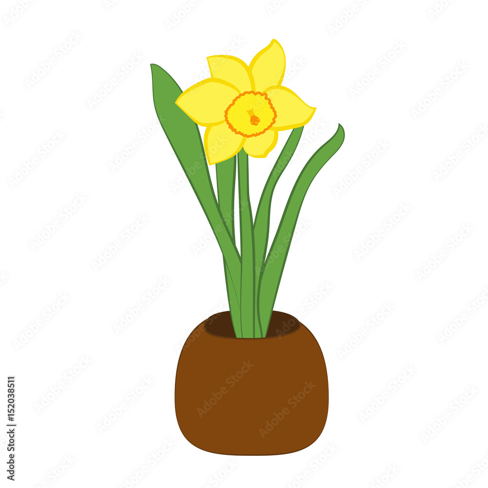 Yellow narcissus flower in a pot. Flat illustration isolated on white background. Vector illustration