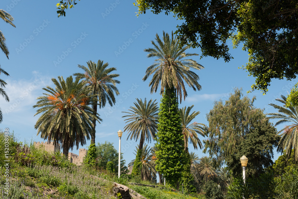 Fototapeta premium Rhodes palm trees