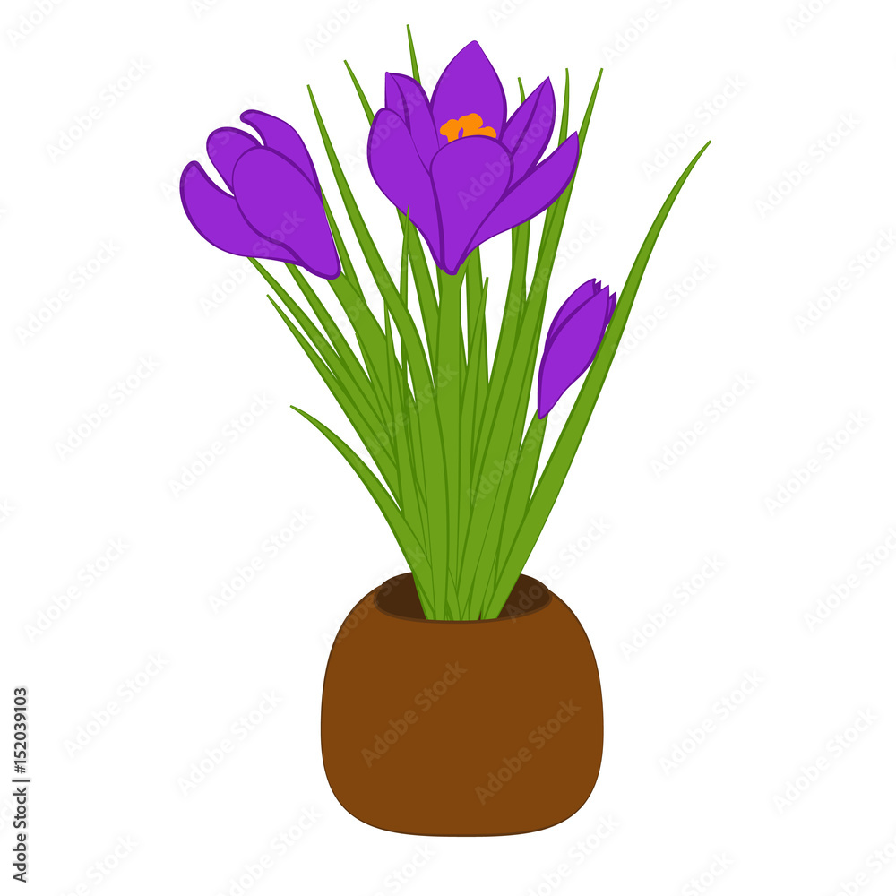 Three purple crocus in brown pot isolated on white background. Bouquet with crocus. Vector illustration