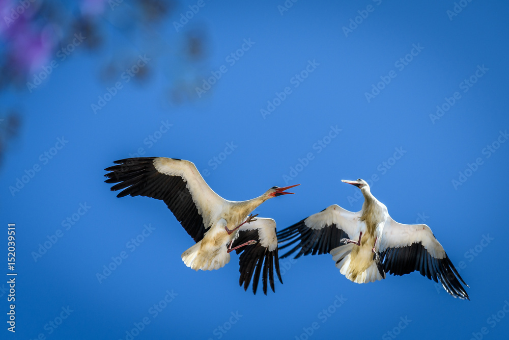 Obraz premium Battling Storks